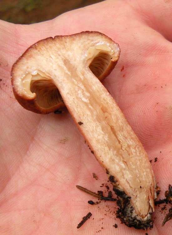 Tricholoma cfr ustale? (Lactarius rufus)